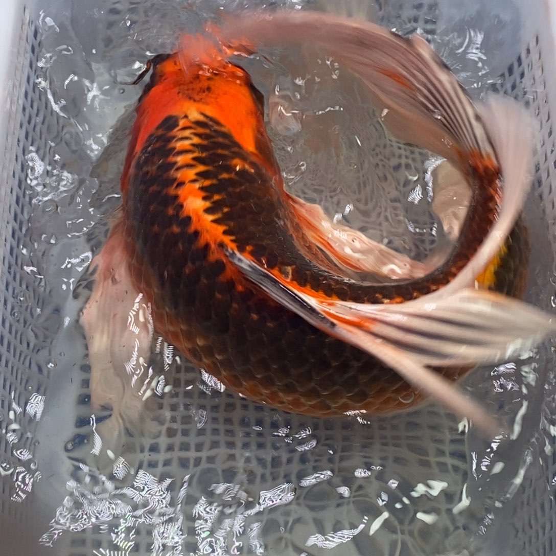 锦鲤锦鲤开衩充血掉鳞属于正常情况介意别拍