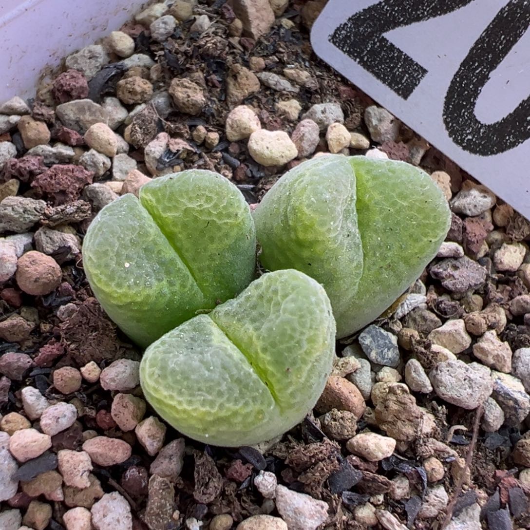 205号胖虎福利特。。。