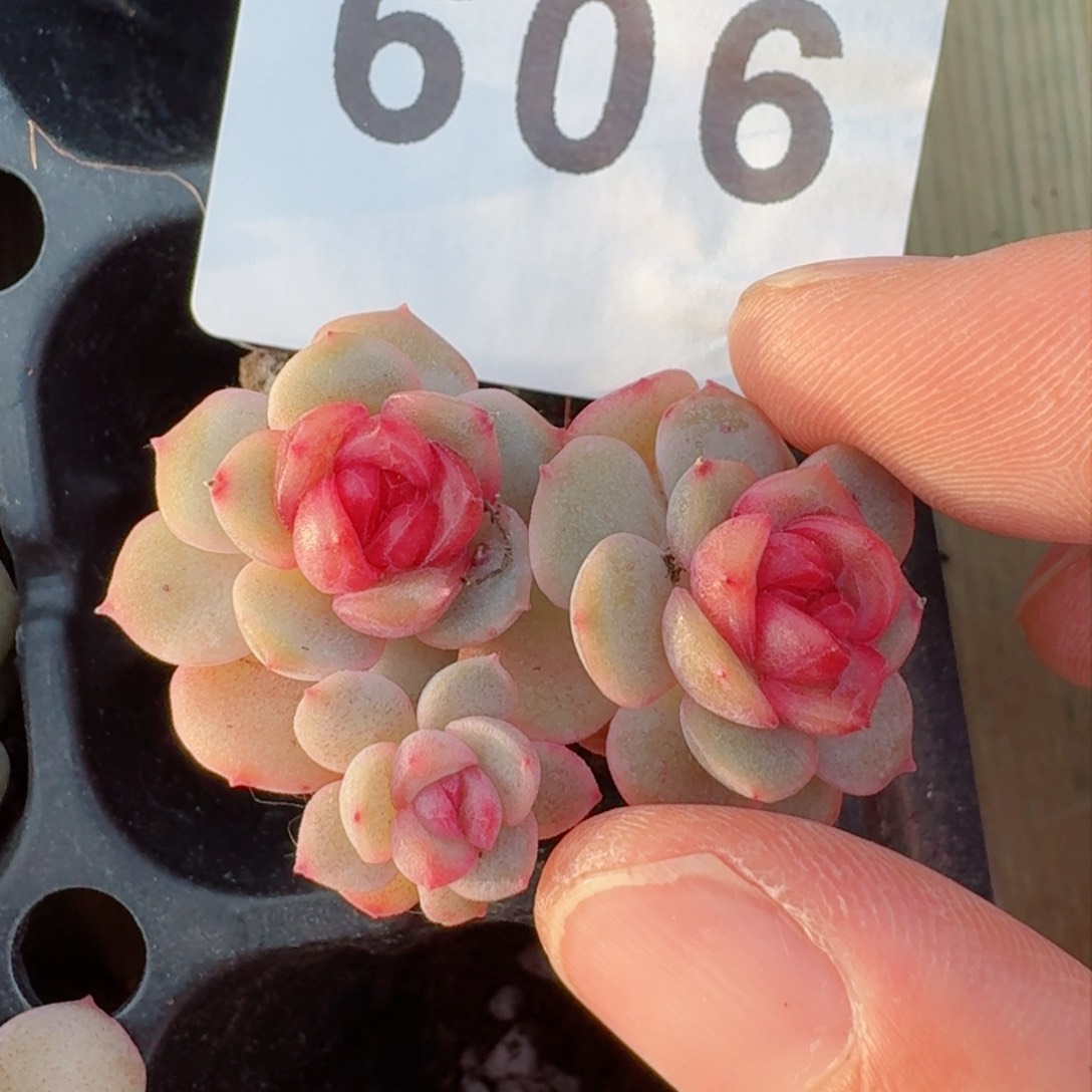 琴心群生         精品多肉