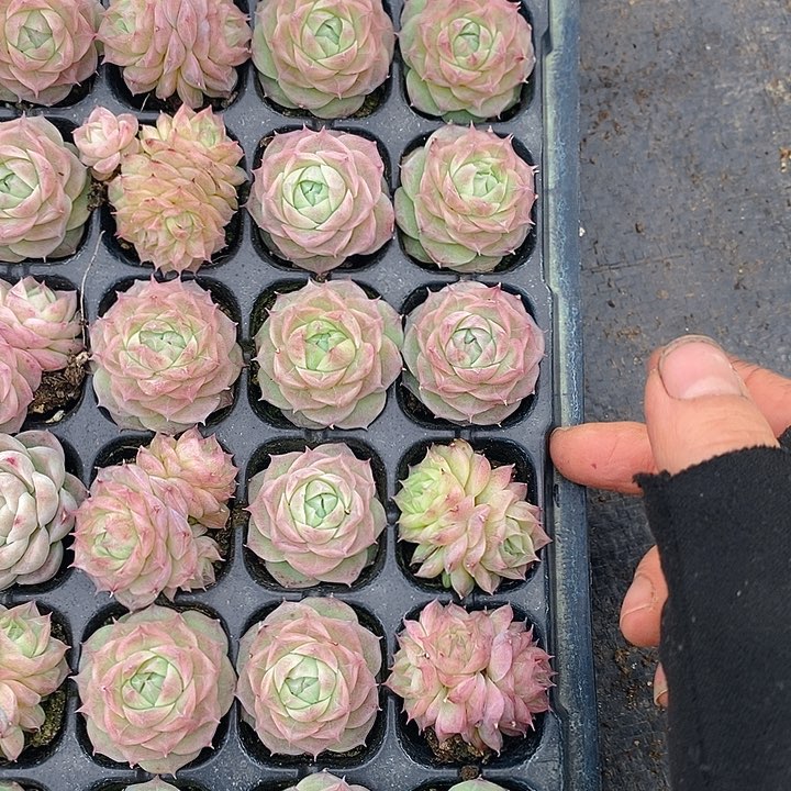 295-297 多肉植物盆栽花卉植物