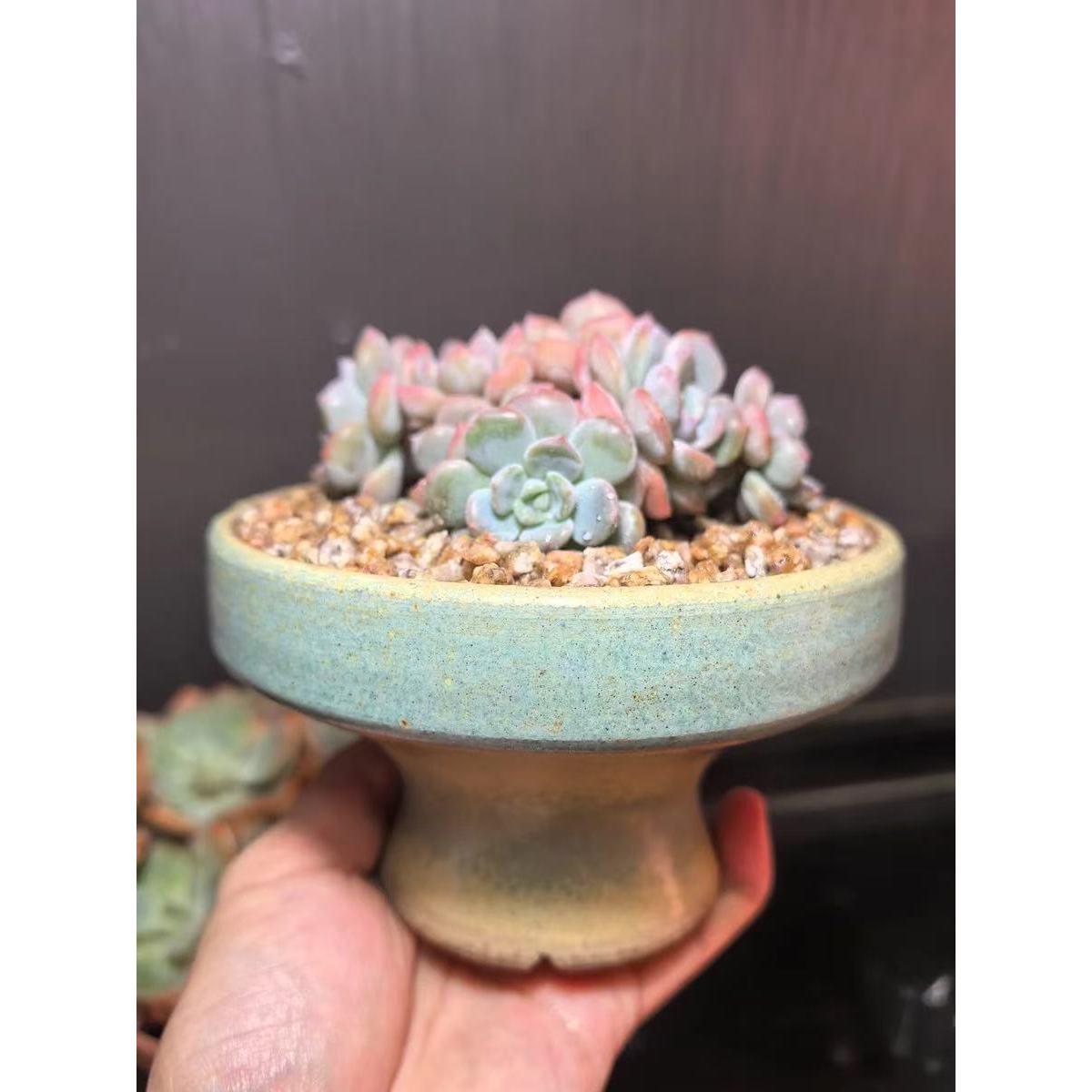 景德镇柴烧直脚火锅拼盘多肉花盆透气复古拼盘多肉植物陶瓷花盆