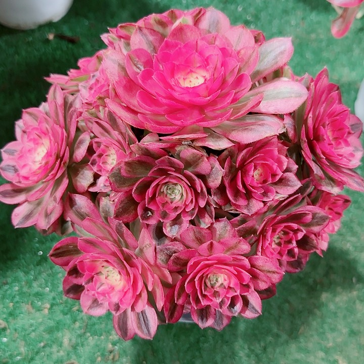 法师好看也好养倾城