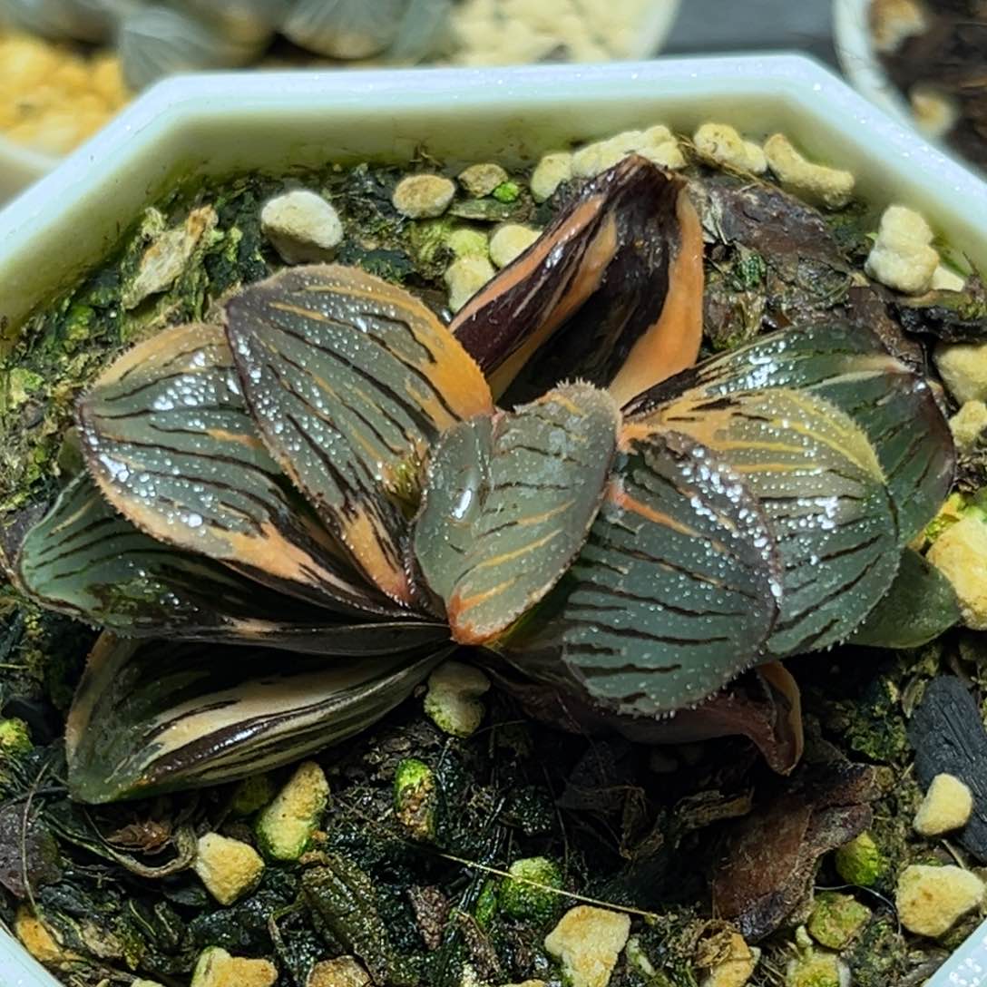 恭喜发财大吉大利0454