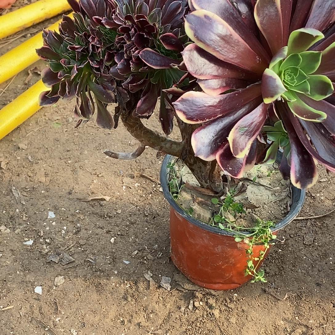 江***姐426 多肉植物包邮不包断枝