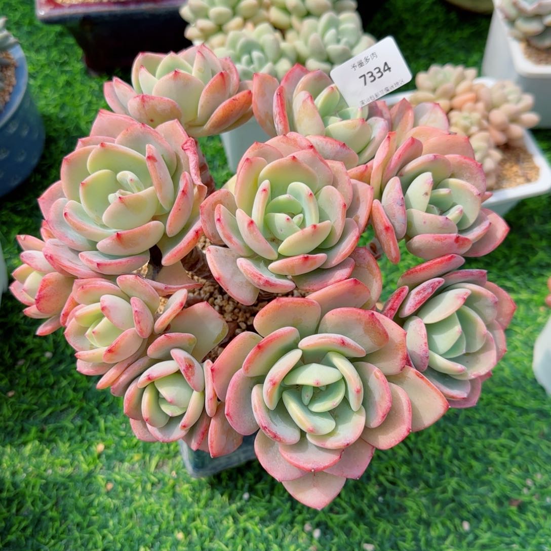 白月光，7334多肉植物