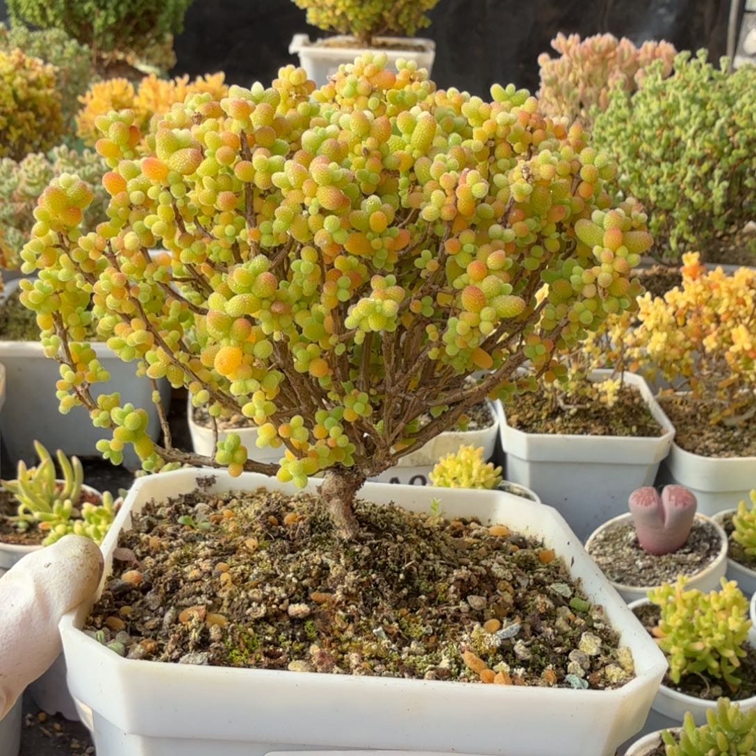 A168精控金桔糖球元旦福利