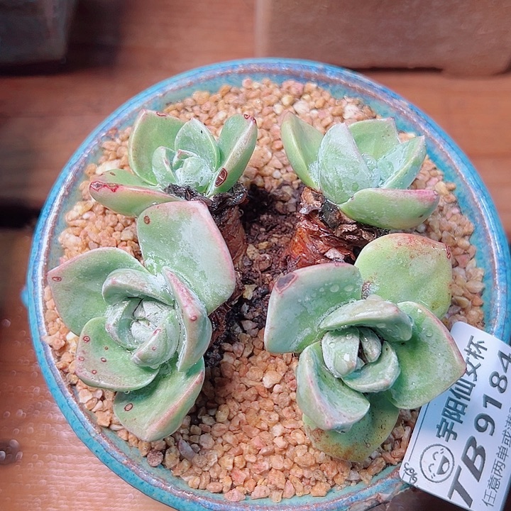 8184泡芙仙女杯多肉