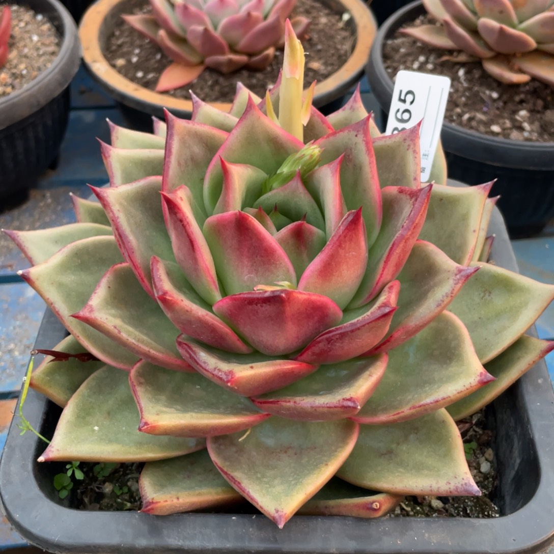 无花朵若茹东云单拍B865