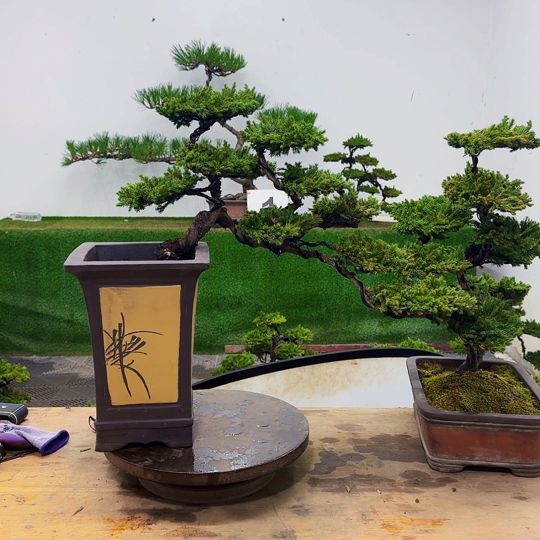 卵*琴盆景哦家盆景盆景盆景