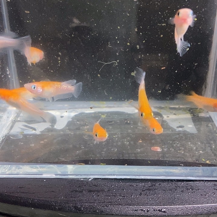 海水鱼赤壁红白十条红条