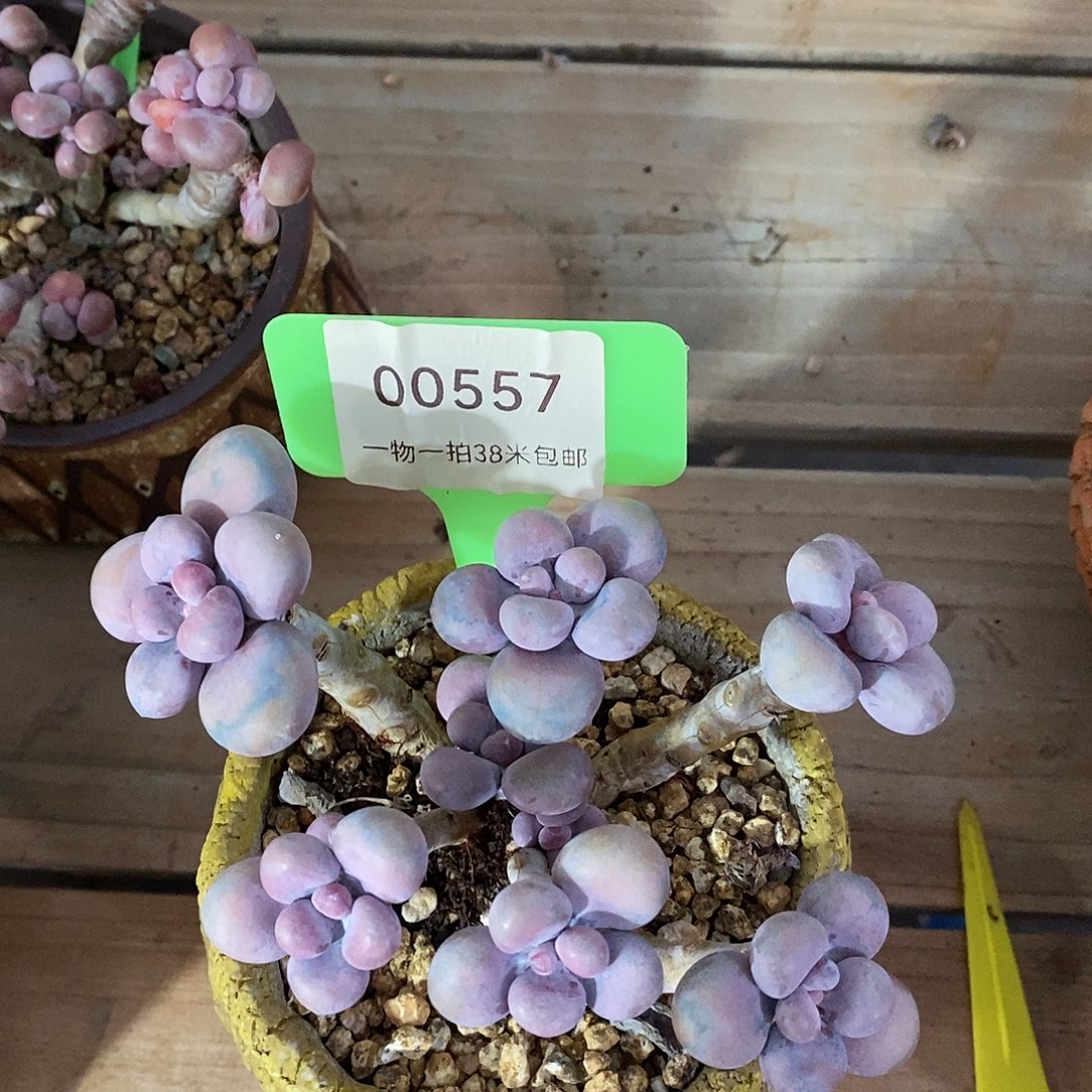 00557，啊璐璐咯小雨小雨