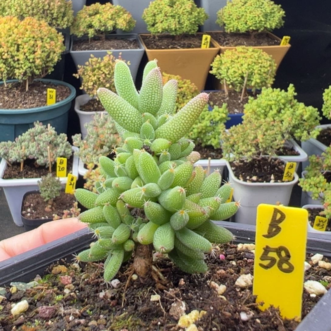 玉米带盆带土发货