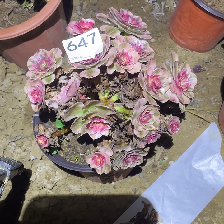 多肉植物断枝不包647倾城