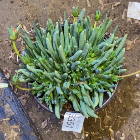 奔龙多肉植物5351