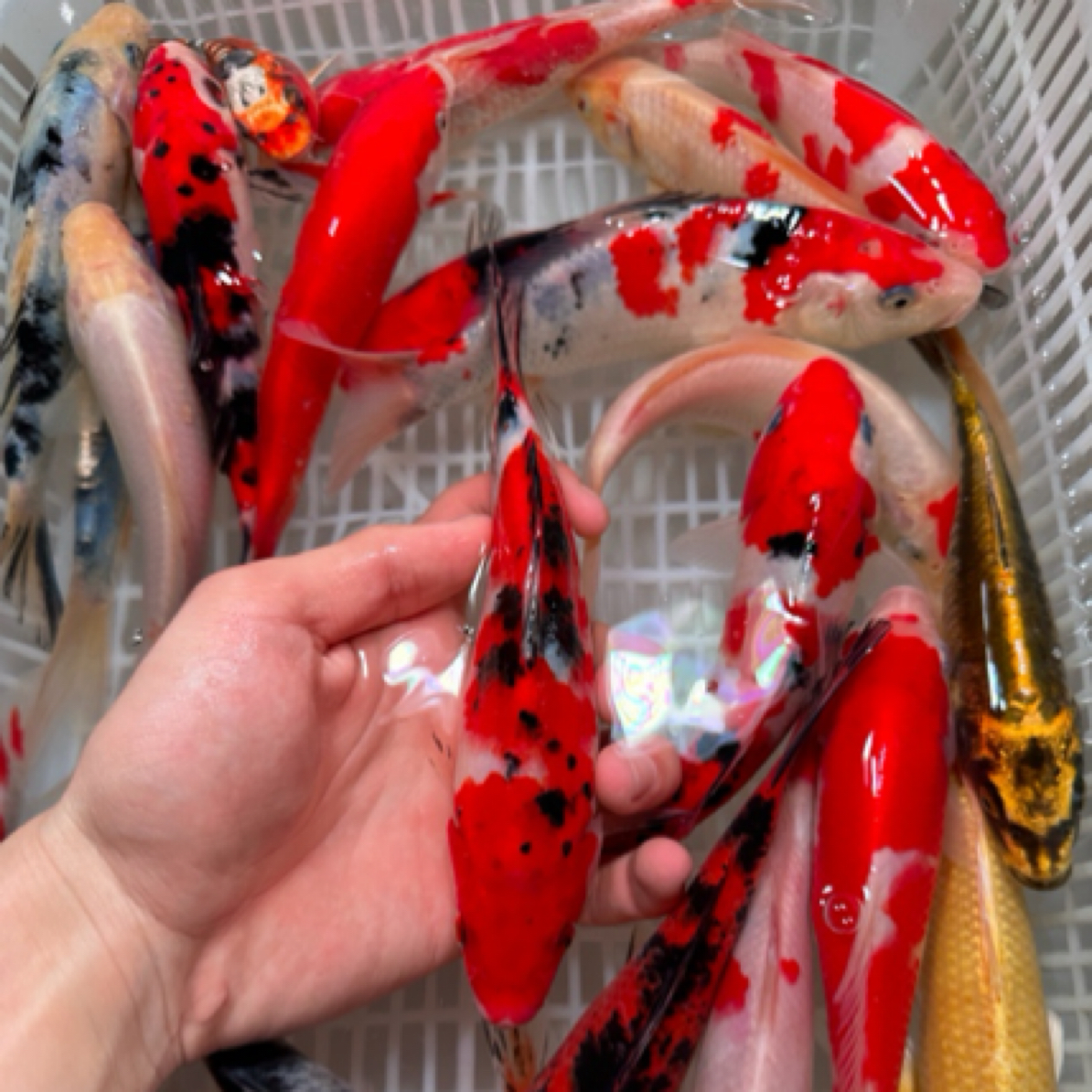 10条12-16公分超大尺寸精选锦鲤好养耐活 花色搭配 包邮包活