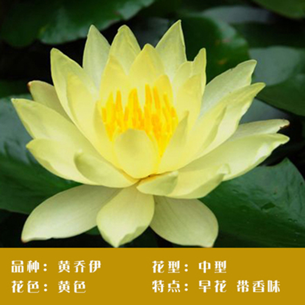 黄桥伊睡莲花苗睡莲根块水培花卉水生植物水缸水池种植