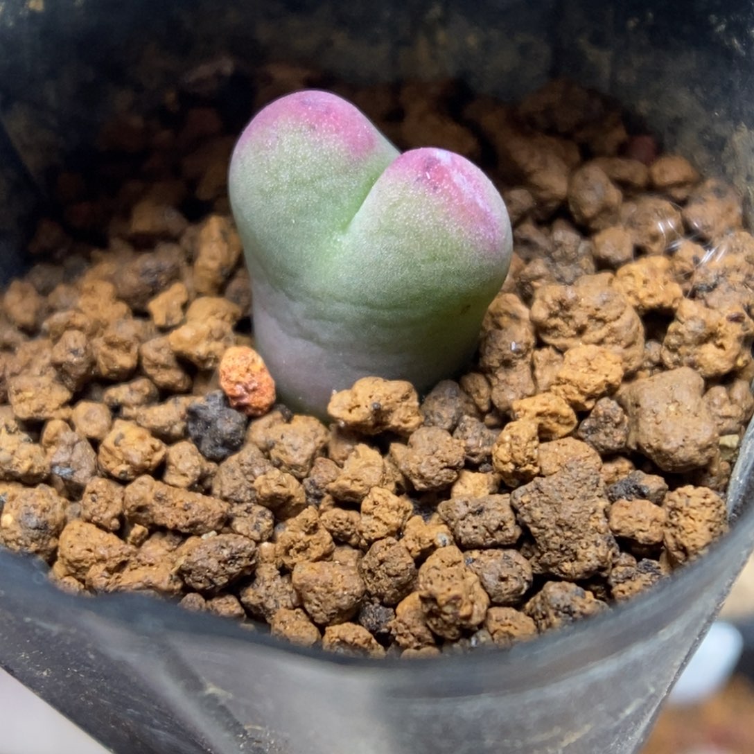 多肉植物肉锥杂交K-143