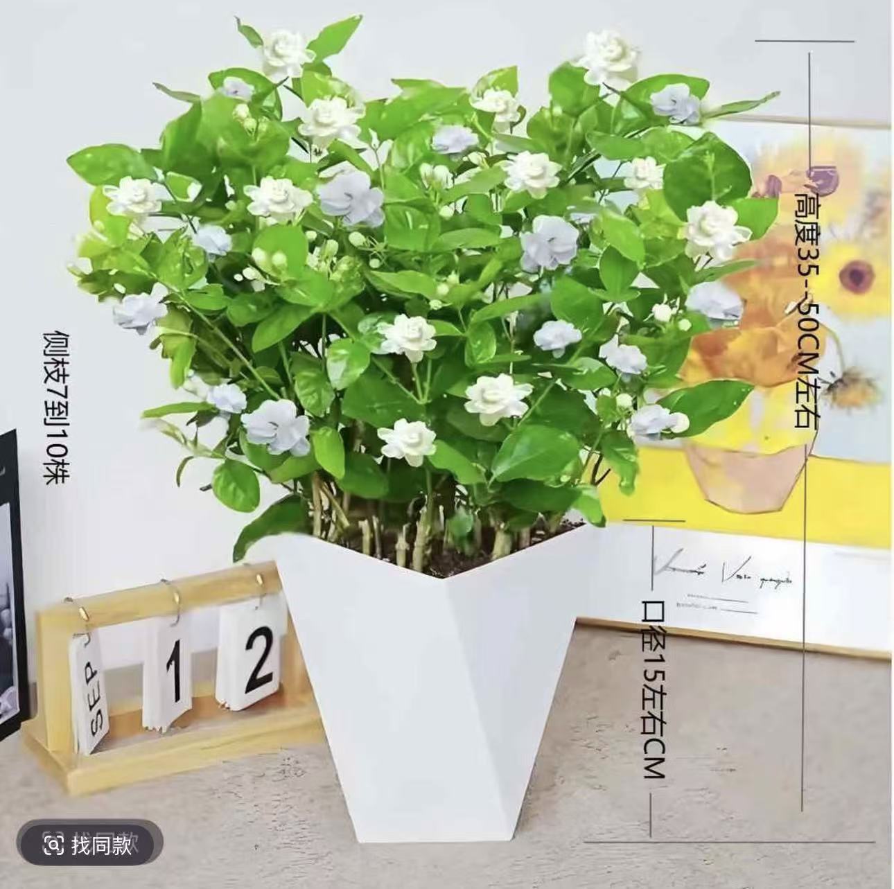 LW带花苞重瓣浓香茉莉花盆栽可室内外种植四季开花好养活