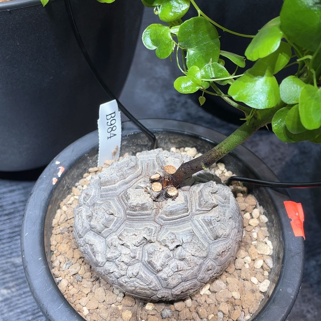 984号龟甲龙8.8公分