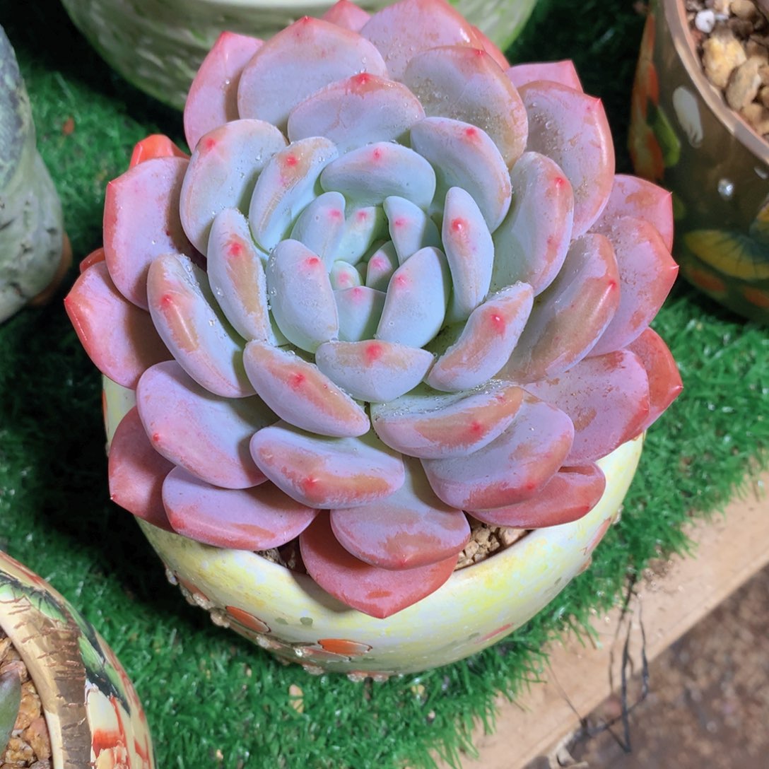 ?**?香橙12 公分一物一拍