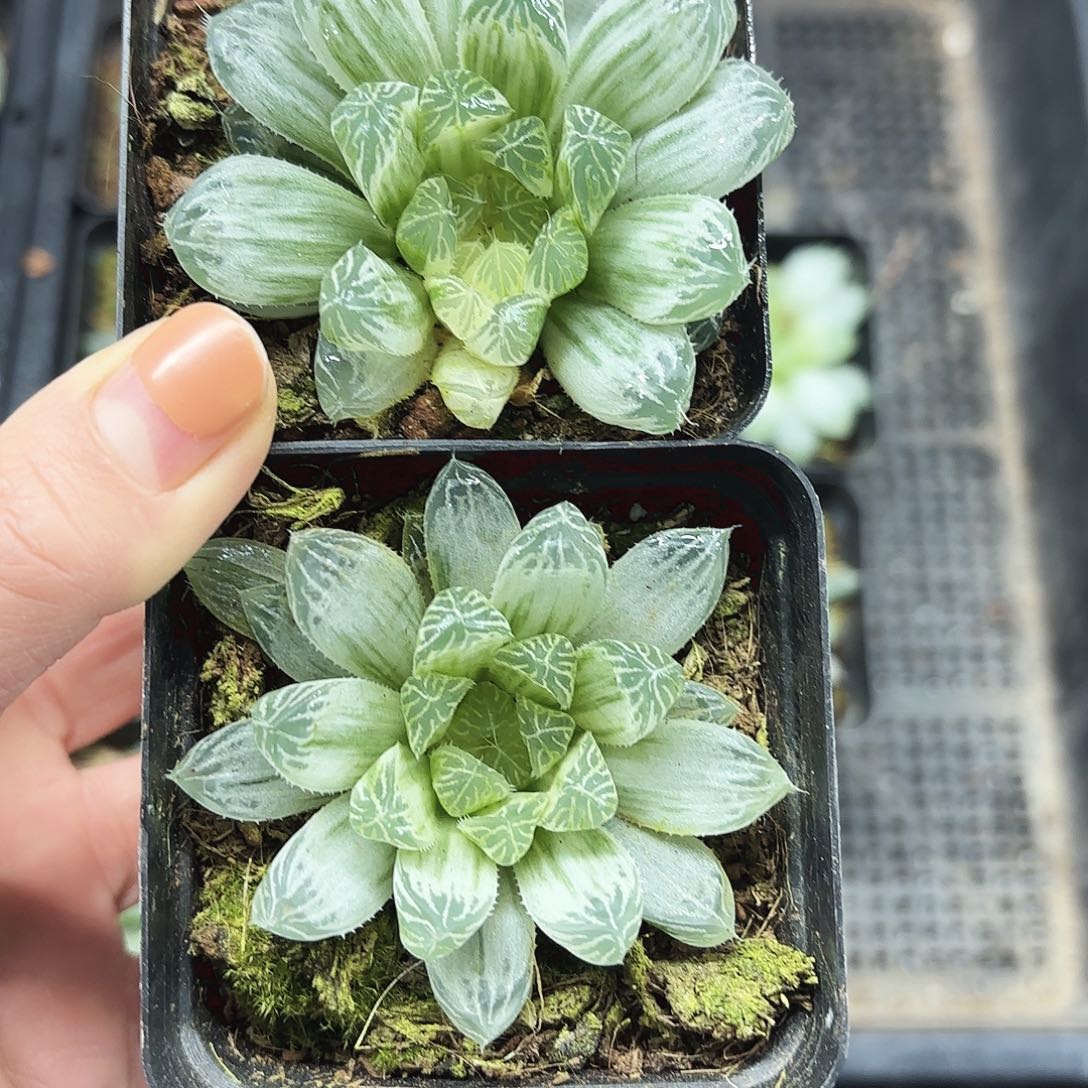 两颗白斑玉露多肉植物