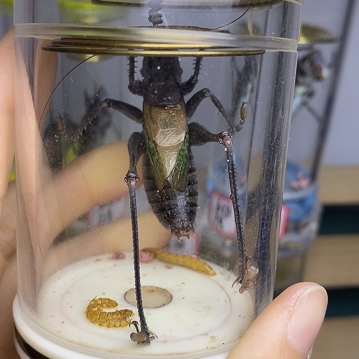 蟋蟀老谭本叫七孔单蝈蝈派大星