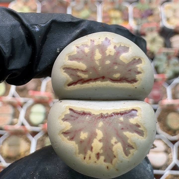 生石花2/：：：：。  258号