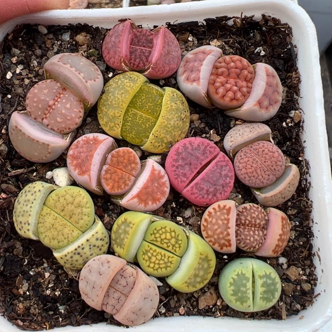 2.5好看的多肉582