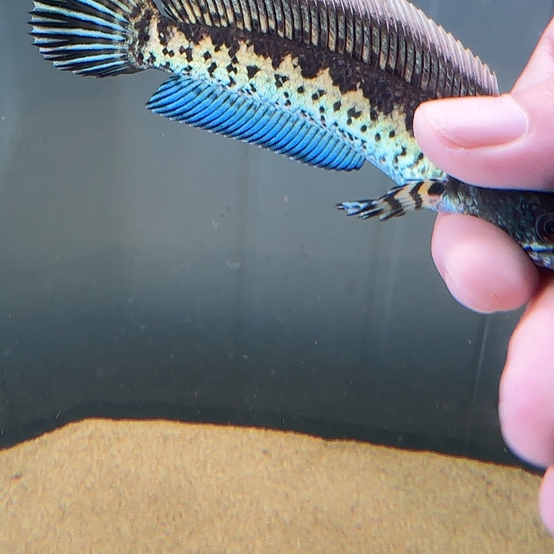 不****雷龙鱼111111111111