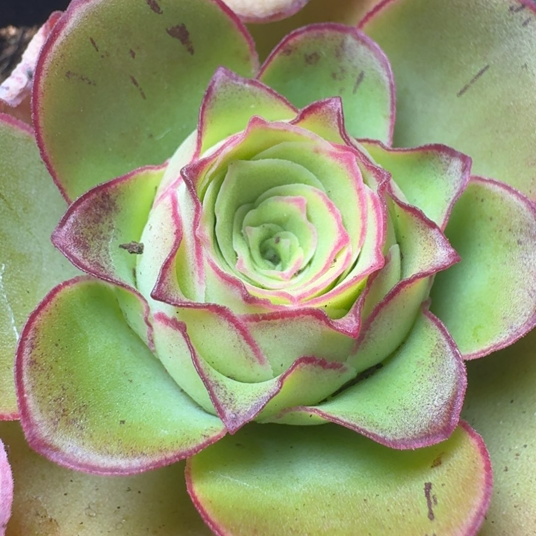 楹楹山地玫瑰-032夏至-3厘米