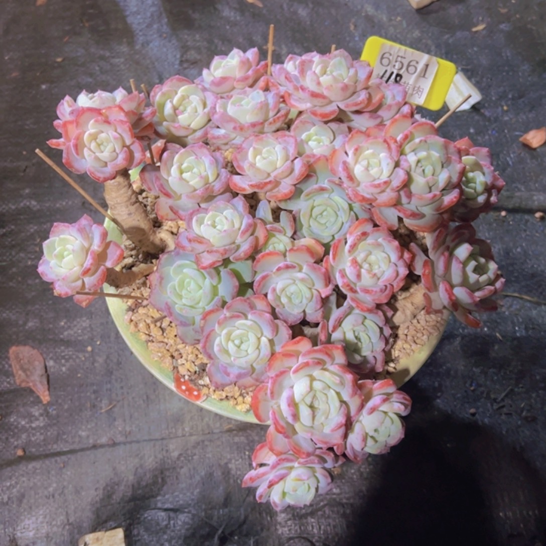 苹****千山雪6561多肉植物