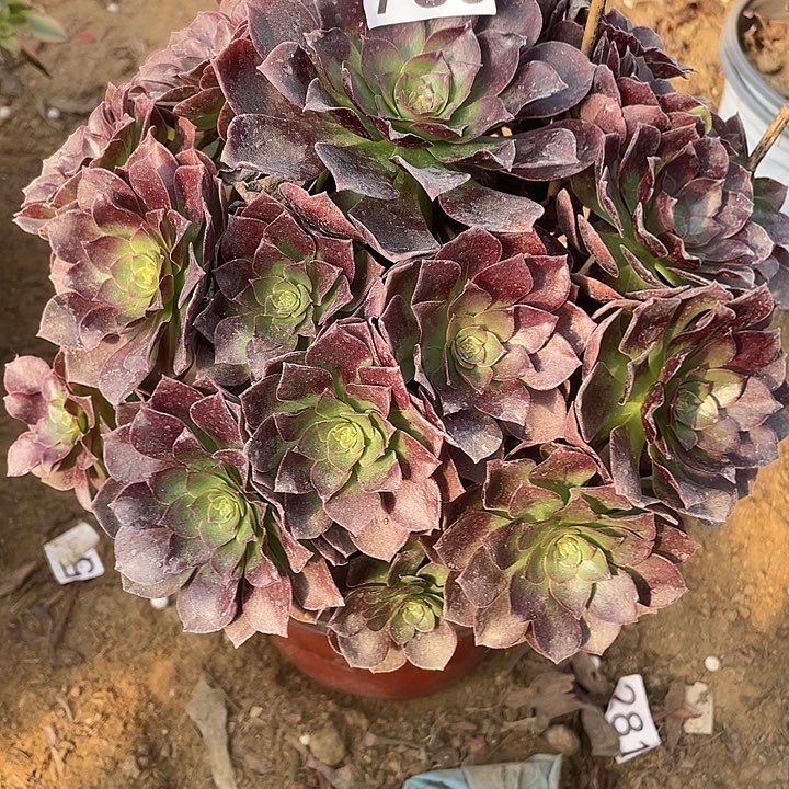 无花朵765路赤焰莲多肉植物