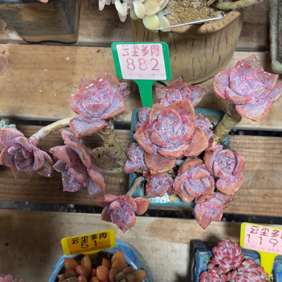 艾***忆云尘多肉一物一拍不含盆882