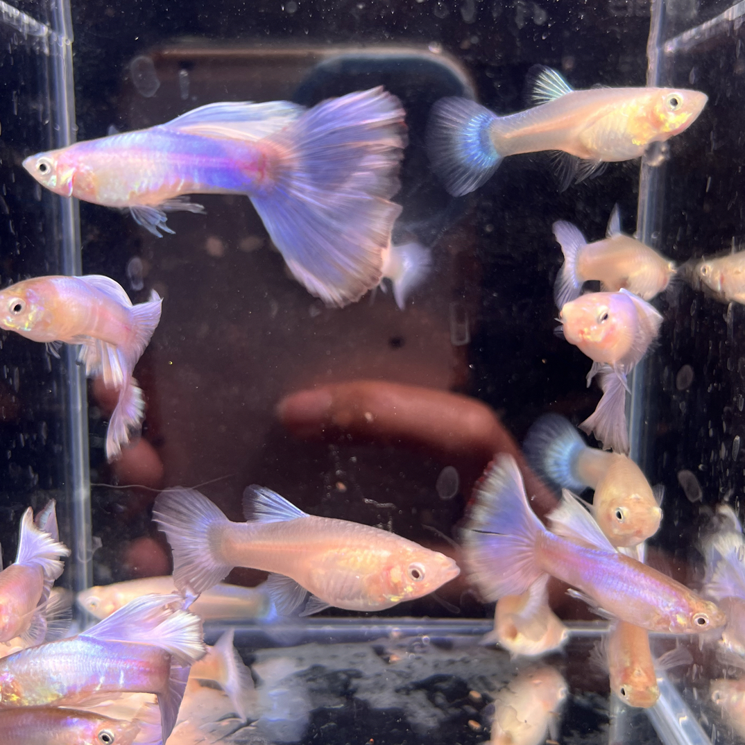 拉朱莉紫尾孔雀鱼大三角尾观赏鱼公母配对（入缸不包损）