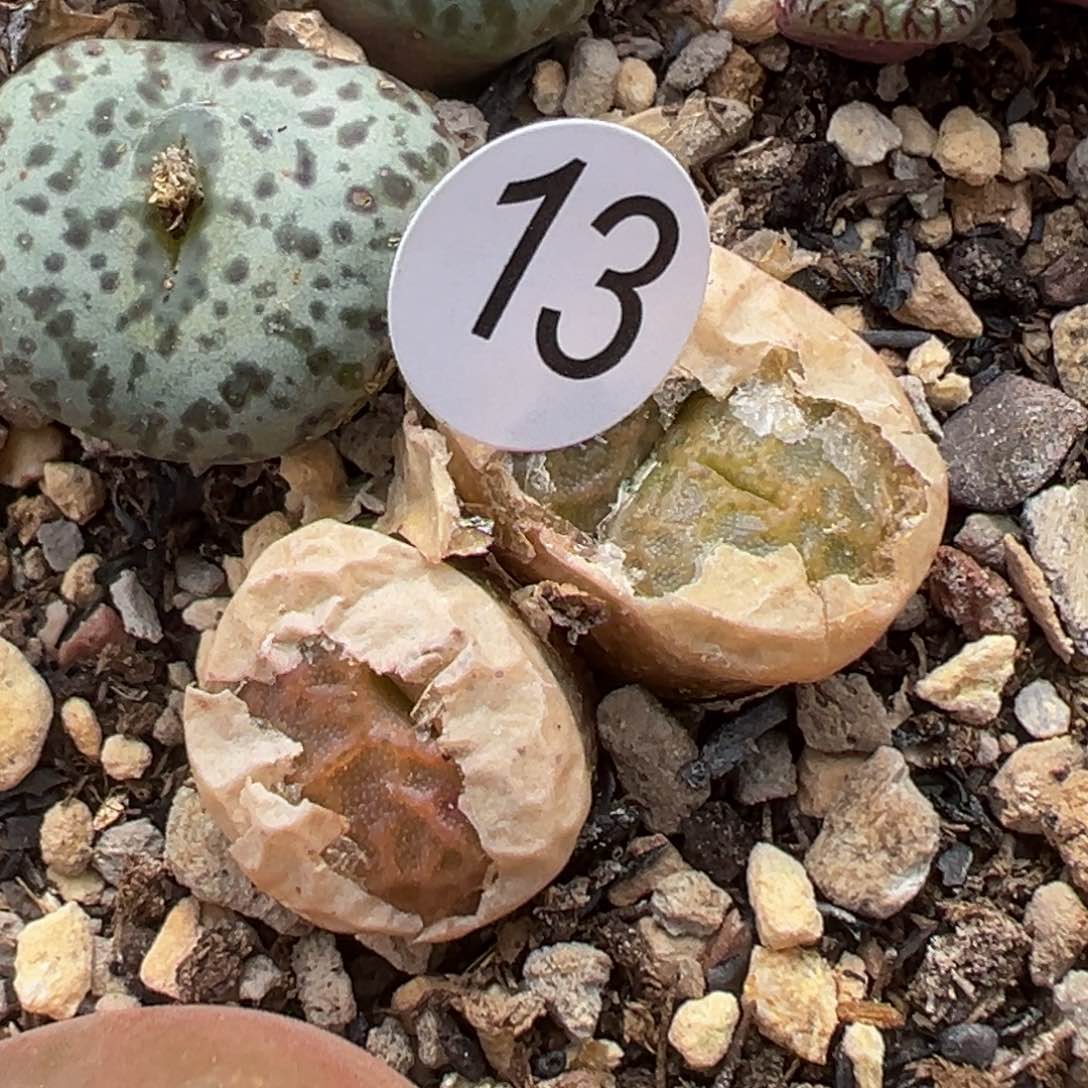 多肉植物111111111111