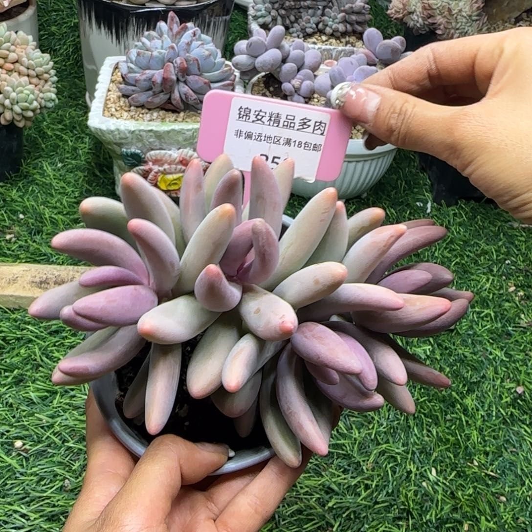 .****.锦安精品多肉编号272