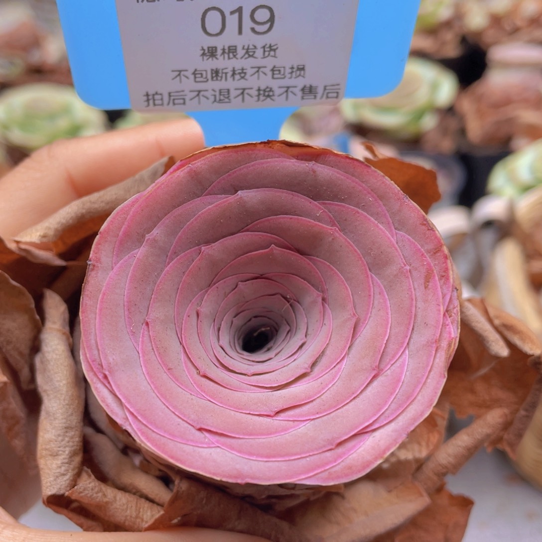 山地玫瑰019裸根发货不售后