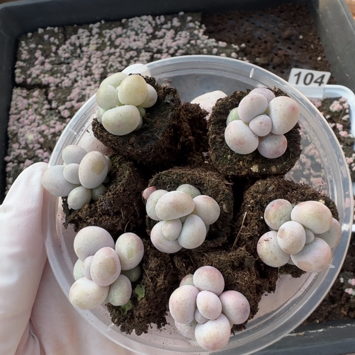 彩虹奶多肉一盒量拍