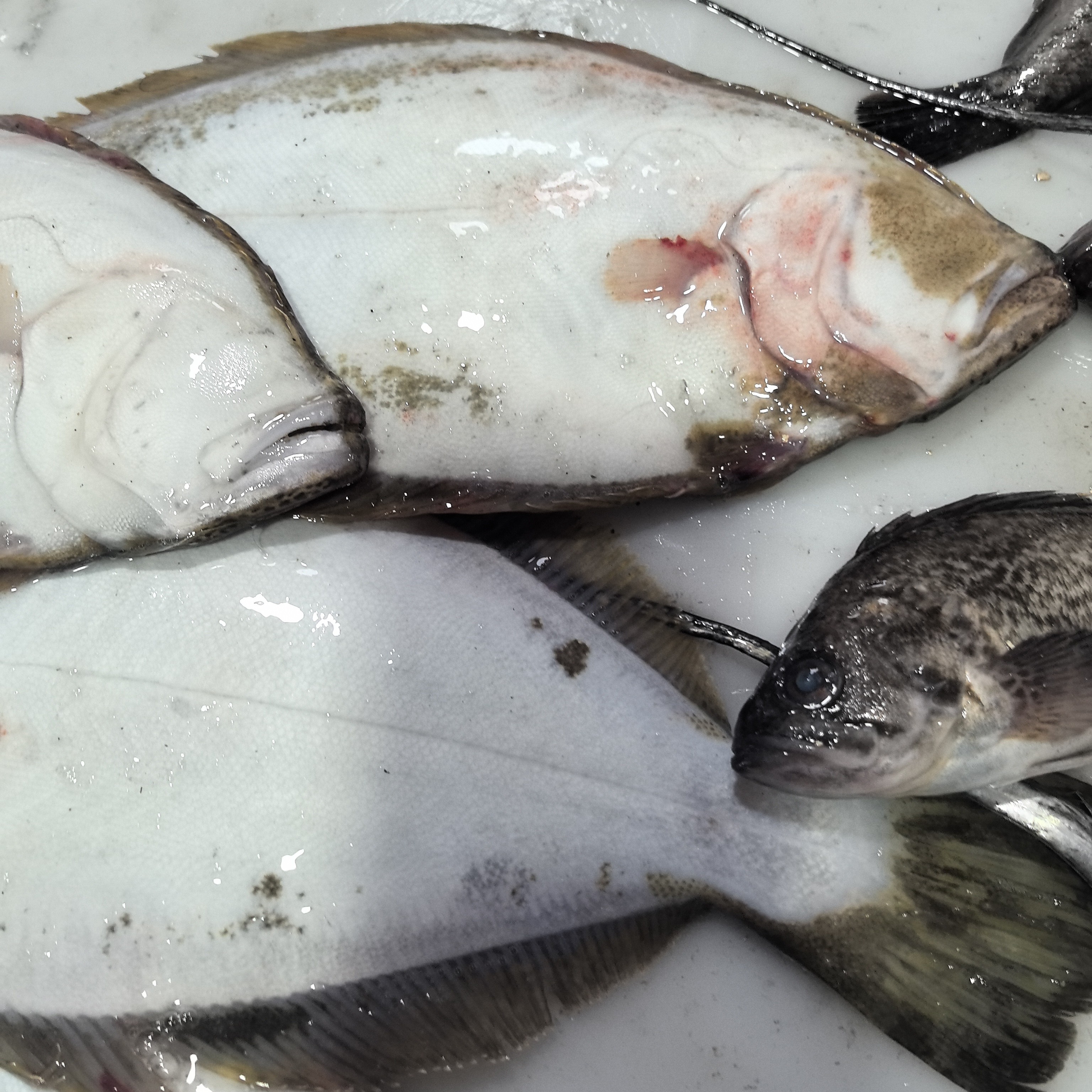 渤海湾野生偏口鱼