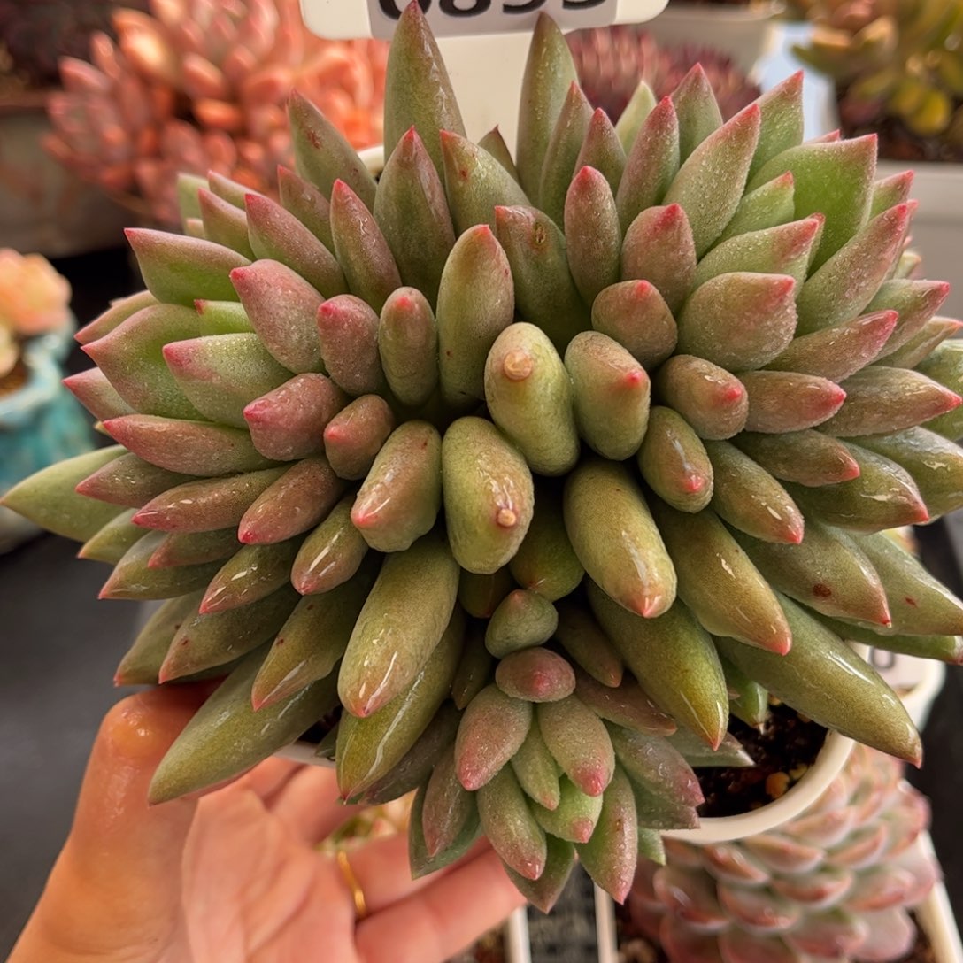 0893 天冷必拍保温箱