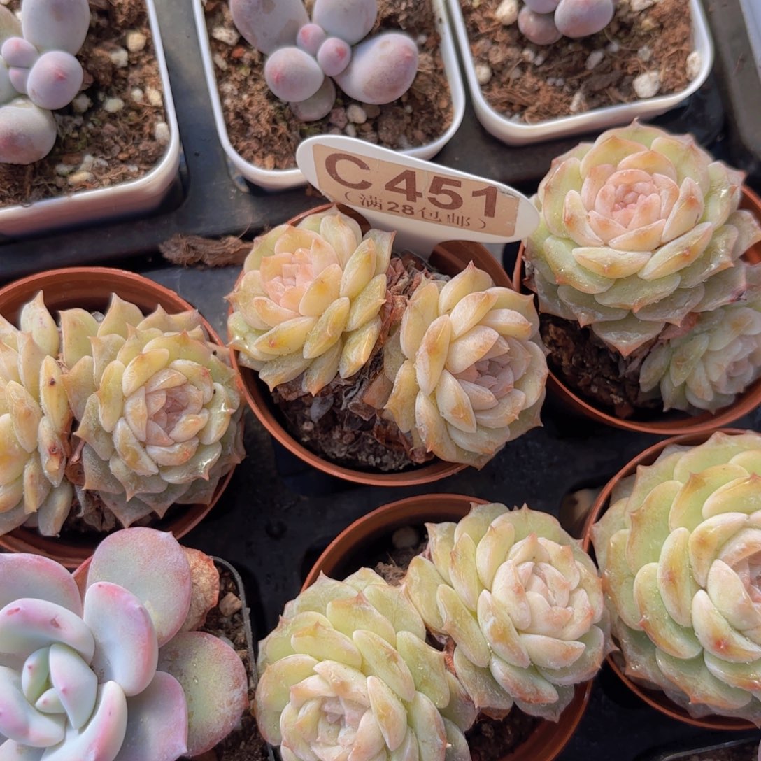 C451纯恋一物一拍