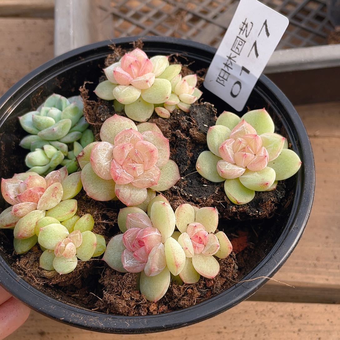 多肉植物多肉植物177