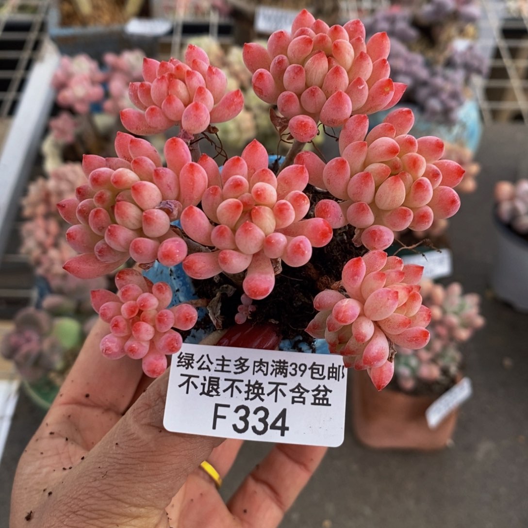 烟花334/8cm多肉