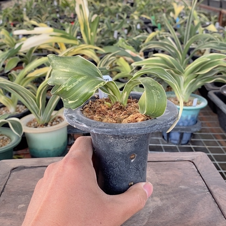 无花朵djdjxjjxjxjxjxjxjxjxjxj