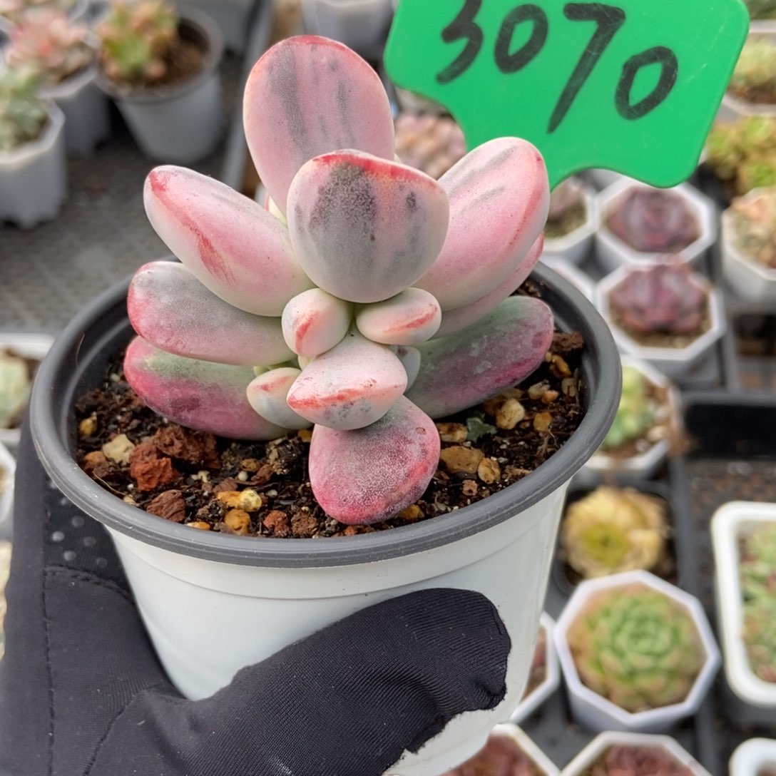 3070福娘锦多肉植物保护