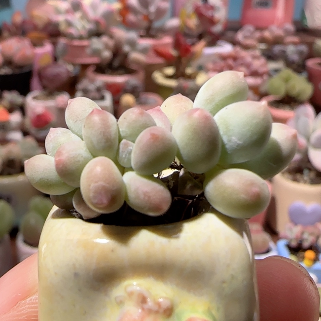 彩虹奶  盆口1.5cm