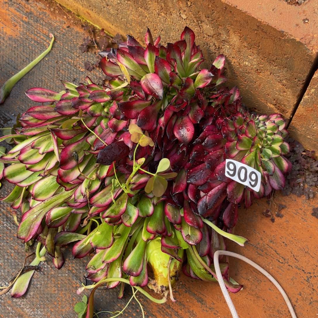 909多肉植物多肉