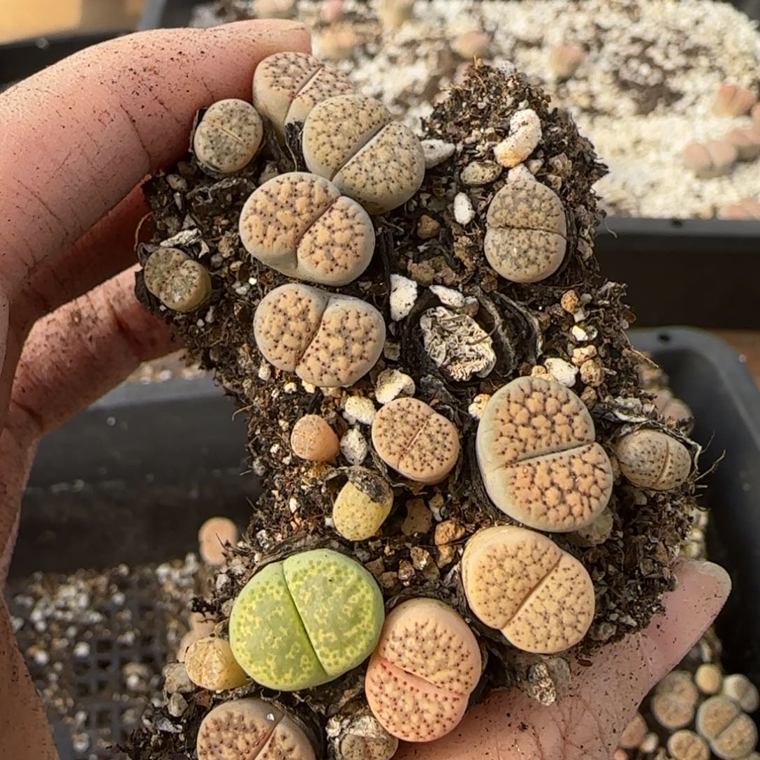 12.9爱萌多肉母本120朝贡福利8075