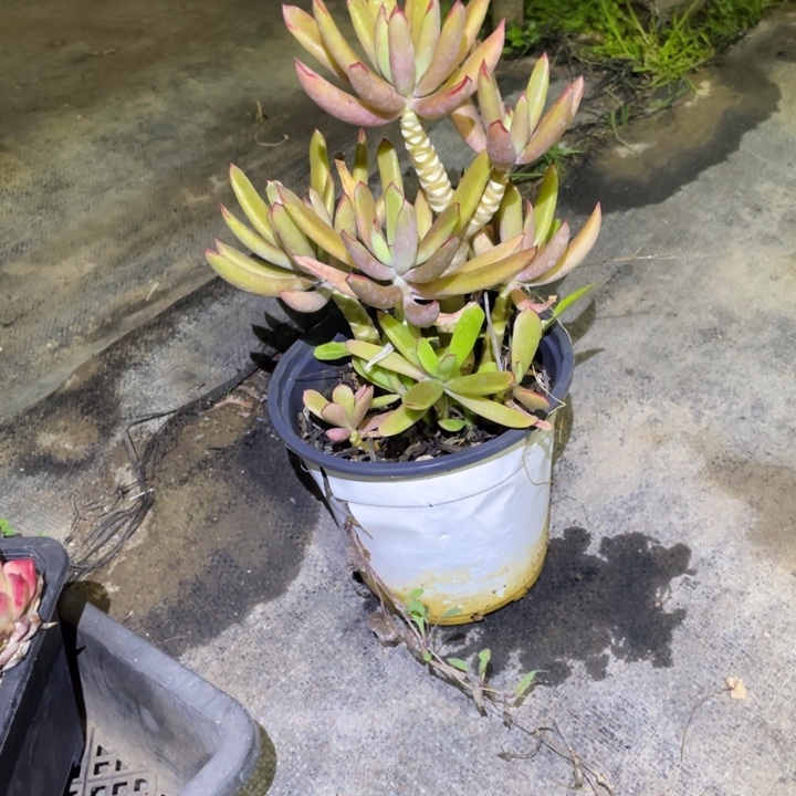 雨***！竹马多肉一物一拍