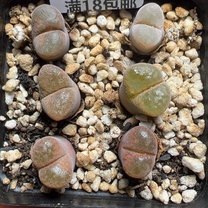 【闪购商品】005……